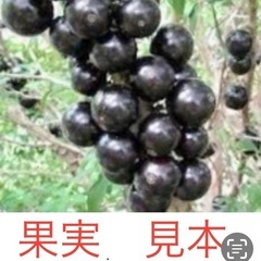 ジャボチカバ 小葉【ミウーダ 耐寒性】