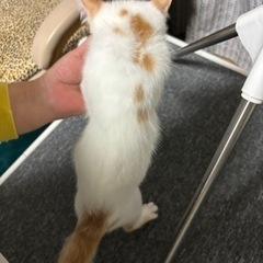 飼い主さん決まりました！前髪みたいな模様のかわいい子猫ちゃん - 猫