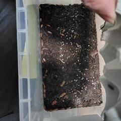 オレンジホソワラジムシ