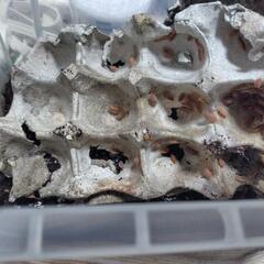 オレンジホソワラジムシ