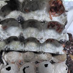 オレンジホソワラジムシ