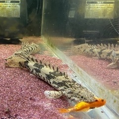 ⭐︎決まりました⭐︎ 個別売り可能です！値引き交渉OKです！ 淡水魚