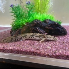 ⭐︎決まりました⭐︎ 個別売り可能です！値引き交渉OKです！ 淡水魚