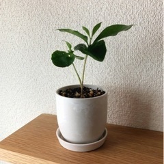 観葉植物　コーヒーの木⑩　16cm　白いおしゃれな2号の鉢と受け皿付き