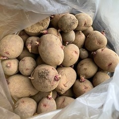 ジャガイモの種芋デストロイヤー 約1kg無農薬その②