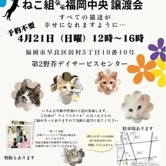 4/21  ねこ組🐾福岡中央譲渡会　第2野芥デイサービスセンターの画像