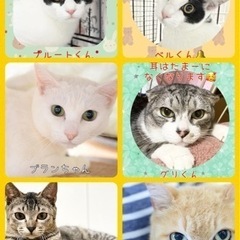 4/21  ねこ組🐾福岡中央譲渡会　第2野芥デイサービスセンター − 福岡県