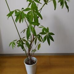 観葉植物 パキラ 146cm