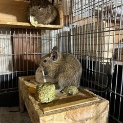 うさぎたち🐇里親募集 - その他