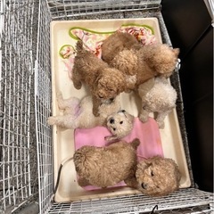 スタンダードプードル🐩🐩🐩