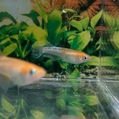 現物出品　カーネーション　1ペア 今回限り