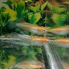 現物出品　カーネーション　1ペア 今回限り