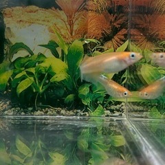 現物出品　カーネーション　1ペア 今回限り