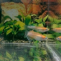 現物出品　カーネーション　1ペア 今回限り