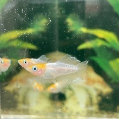 現物出品　ハイビスカス🌺　トリオ