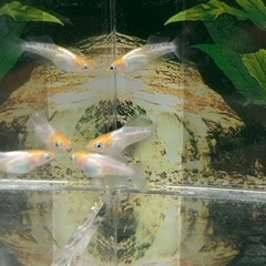 現物出品　ハイビスカス🌺　トリオ