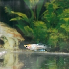 現物出品　ハイビスカス🌺　トリオ