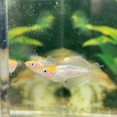 現物出品　ハイビスカス🌺　トリオ