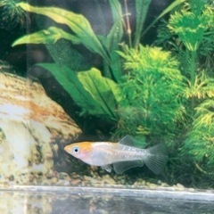 現物出品　ハイビスカス🌺　トリオ