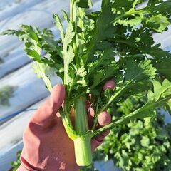 初めてみませんか？「畑のある生活♪」野菜の植え付けから収穫まで☆