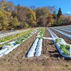 初めてみませんか？「畑のある生活♪」野菜の植え付けから収穫まで☆ - 諏訪郡