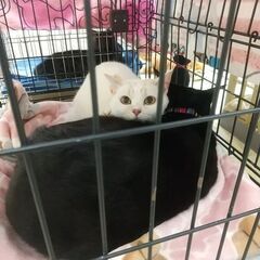 🐱 猫の譲渡会 🐱 4/21(日)名古屋中村生涯学習センター - 名古屋市