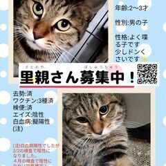 🐱 猫の譲渡会 🐱 4/21(日)名古屋中村生涯学習センター - イベント