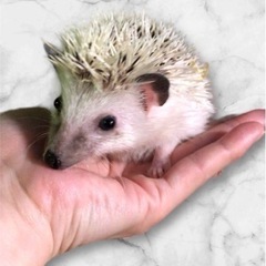 ハリネズミ🦔❤️