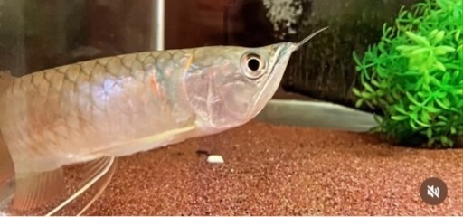 ⭐︎決まりました⭐︎ 熱帯魚　シルバーアロワナ　（値引き交渉OKです）
