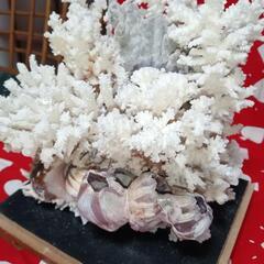 ◇珊瑚&貝のオブジェ