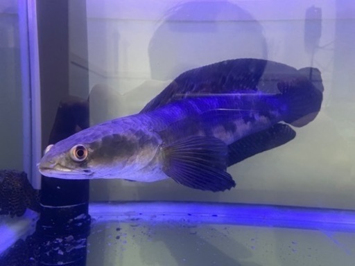 チャンナ・マルリオイデス　熱帯魚 約40cm