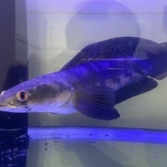 チャンナ・マルリオイデス　熱帯魚 約40cm