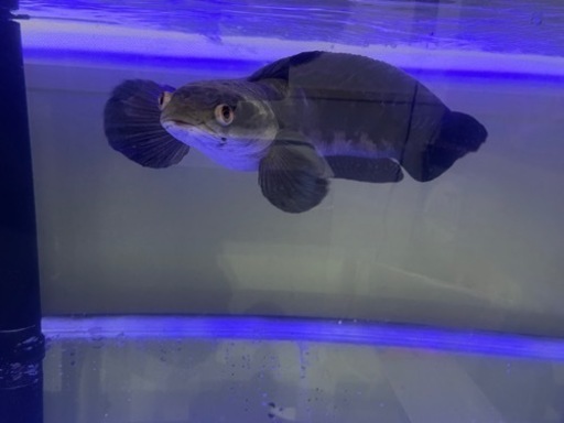 チャンナ・マルリオイデス　熱帯魚 約40cm