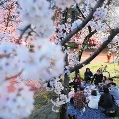 3月31日（日）　お花見🌸代々木公園🌸35〜55歳くらいの皆様のお花見オフ会♪初参加、お一人参加大歓迎の会です☆の画像