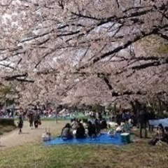 3月31日（日）　お花見🌸代々木公園🌸35〜55歳くらいの皆様のお花見オフ会♪初参加、お一人参加大歓迎の会です☆ − 東京都