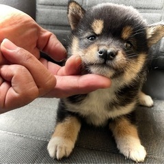 家族が決まりました💕即決プライス💕小豆サイズの豆柴ちゃん💕