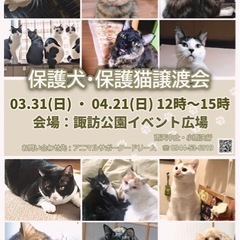 保護猫譲渡会