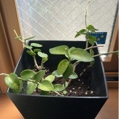 観葉植物（グリーンドラム？）+土+鉢