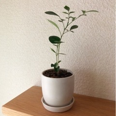 観葉植物　シルクジャスミン④　21cm　白いおしゃれな2号の鉢と...
