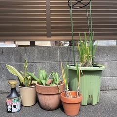 無料！植木とスプレー。