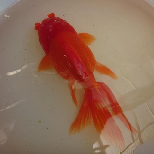 バルーンオランダ親魚