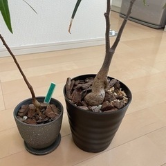 観葉植物！ブラキキトンボトルツリー