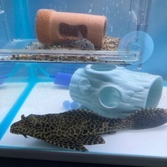 熱帯魚　セルフィンプレコ