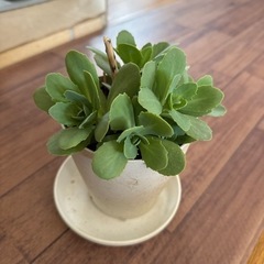 鉢植え　植物　育てて下さい　ガーデニング