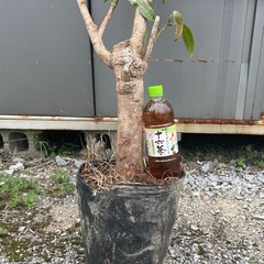 マンゴー苗木（アップルマンゴー）