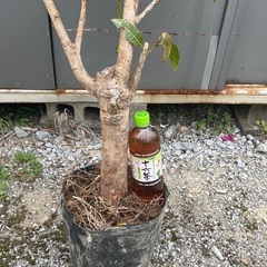 マンゴー苗木（アップルマンゴー）