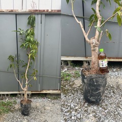 マンゴー苗木（アップルマンゴー）