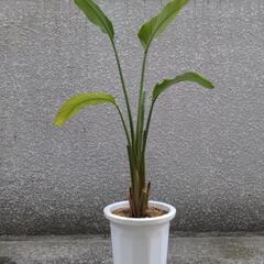 観葉植物  オーガスタ   ガーデニング