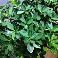 ✰観葉植物　熱帯植物　レア植物　希少特大尖閣ガジュマル　センカクガジュマル　12号