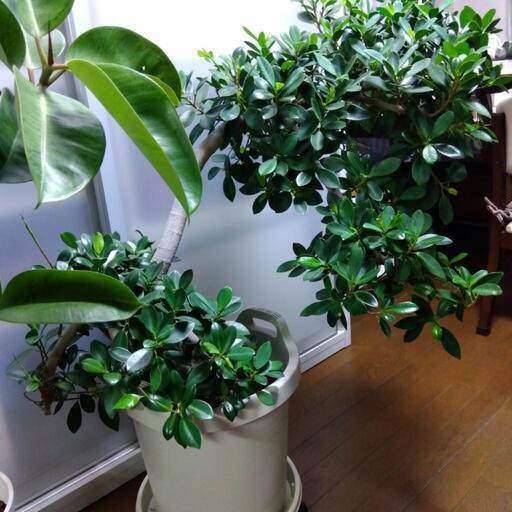 ✰観葉植物　熱帯植物　レア植物　希少特大尖閣ガジュマル　センカクガジュマル　12号